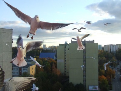DSCF2477.JPG